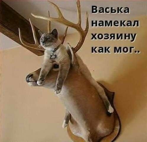 _ намекал хозяину как мог