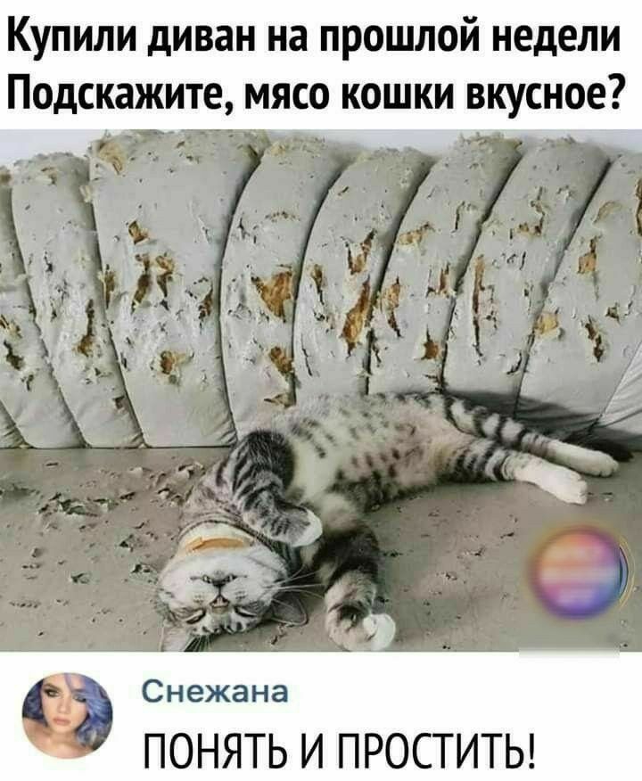 Купили диван на прошлой недели Подскажите мясо кошки вкусное э Снежана ПОНЯТЬ И ПРОСТИТЬ
