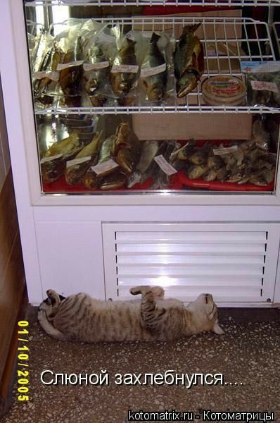 Спюной захлебнулся Коюгпашх Котоматрицы
