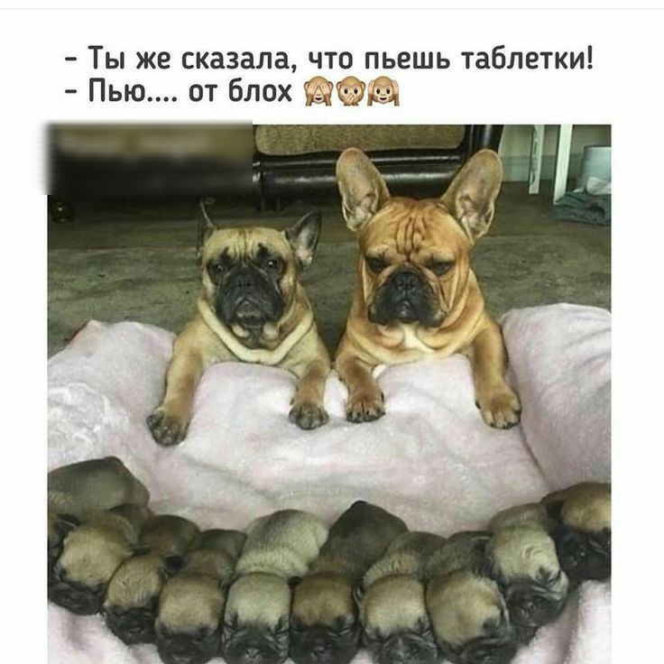 Ты же сказала что пьешь таблетки Пью от блох Ыі