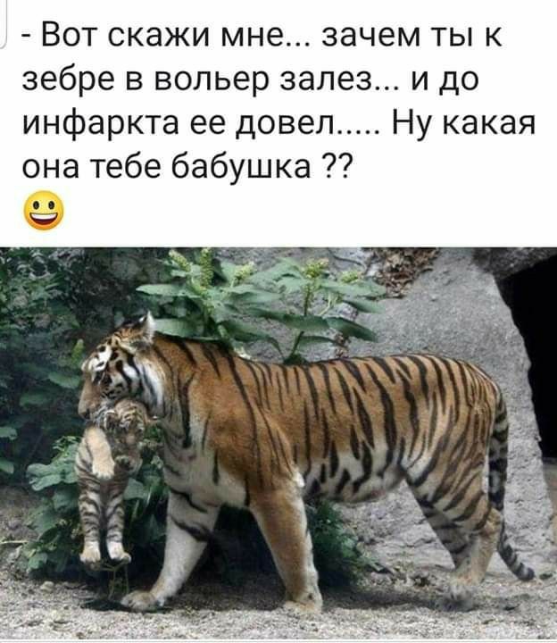 Вот скажи мне зачем ты к зебре в вольер залез и до инфаркта ее довел Ну какая она тебе бабушка