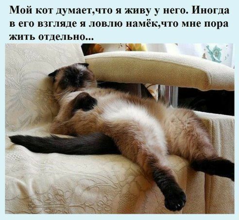 Мой кот думаетлто я живу у него Иногда в его взгляде я ловлю намёкчто мне пора жить отдельно