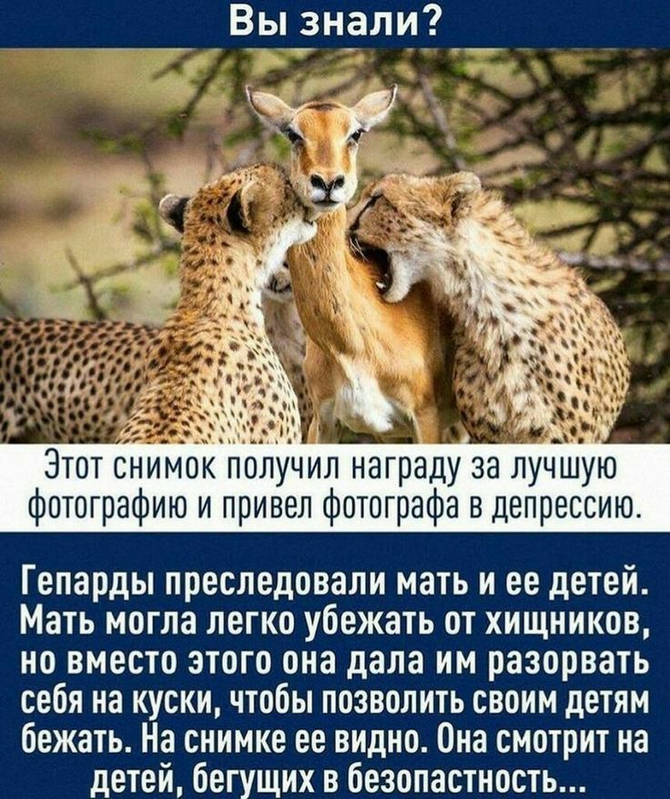 Вы_зн_али_ 117 Этот снимок получил награду за лучшую фотографию и привел фотографа в депрессию Гепарды преследовали мать и ее детей Мать могла легко убежать от хищников но вместо этого она дала им разорвать себя на куски чтобы позволить своим детям бежать На снимке ее видно Она смотрит на детей бегущих в безопастность