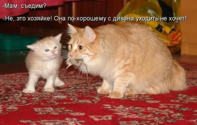 е это хозяйке Она піхорошему с дйв