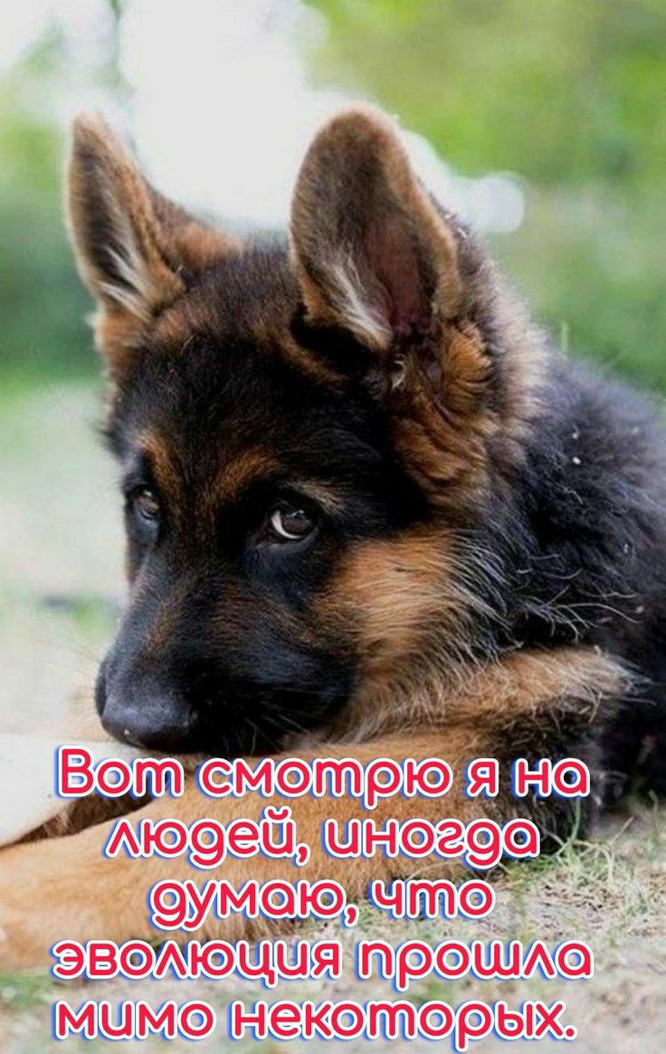 эвоАюцця прошАо МЦМО некоторых