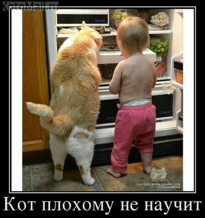 Кот плохому не научит