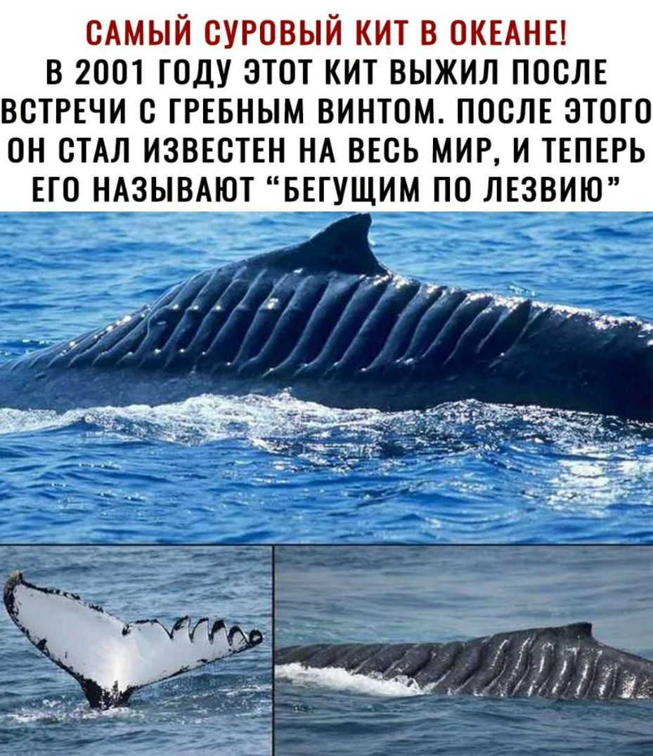 сдмый СУРОВЫЙ кит в окыны в 2001 году этот кит выжил послъ ВСТРЕЧИ О ГРЕБНЫМ ВИНТОМ ПОСЛЕ ЭТОГО ОН ОТАЛ ИЗВЕОТЕН НА ВЕСЬ МИР И ТЕПЕРЬ ЕГО НАЗЫВАЮТБЕГУЩИМ ПО ЛЕЗВИЮ __ у