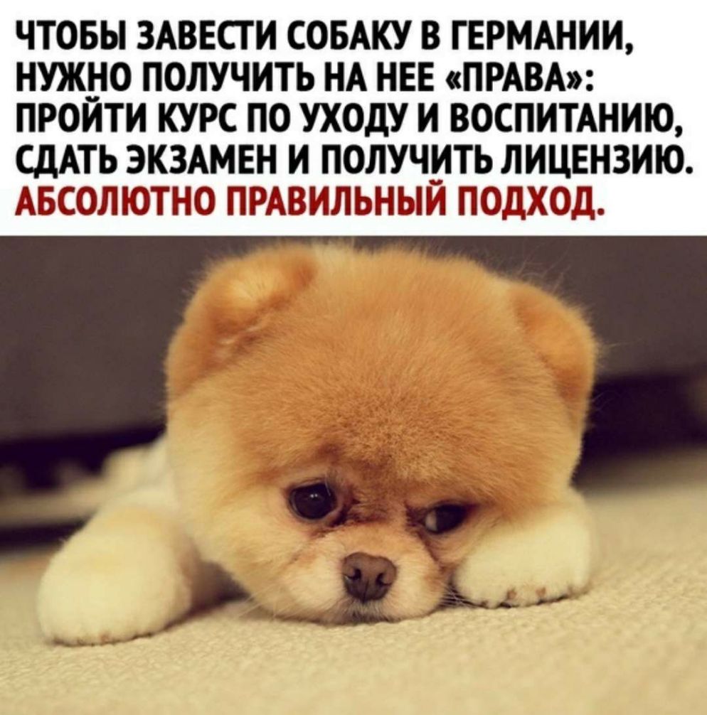 ЧТОБЫ ЗАВЕСТИ СОБАКУ В ГЕРМАНИИ НУЖНО ПОЛУЧИТЬ НА НЕЕ ПРАВА ПРОИТИ КУРС ПО УХОДУ И ВОСПИТАНИЮ СДАТЬ ЭКЗАМЕН И ПОЛУЧИТЬ ЛИЦЕНЗИЮ АБСОЛЮТНО ПРАВИЛЬНЫЙ ПОДХОД Ч Б