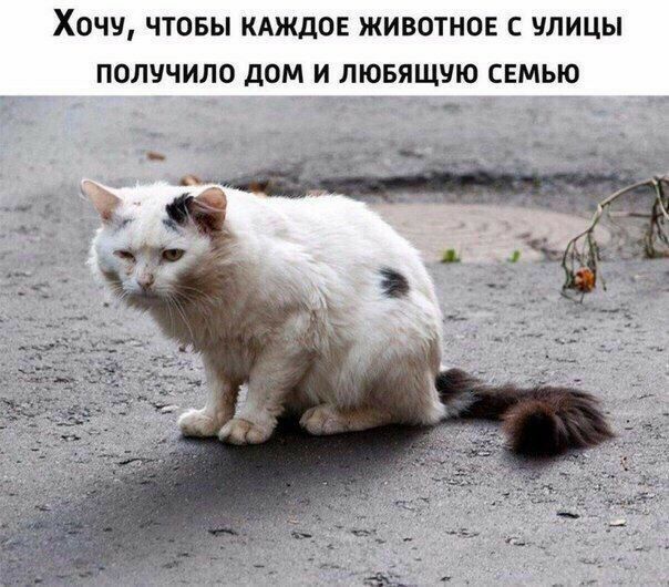 ХОЧУ ЧТОБЫ КАЖДОЕ ЖИВОТНОЕ С УЛИЦЫ ПОЛУЧИЛО ДОМ И ЛЮБЯЩУЮ СЕМЬЮ