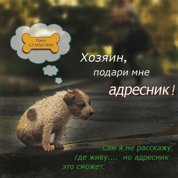 хъзЫщ подари мне г из адресник ё Сам я не расскажу где живу НО ЗДПЕСНИК ЭТО СМОЖЕТ