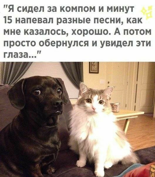 Я сидел за компом и минут 15 напевал разные песни как мне казалось хорошо А потом просто обернулся и увидел эти глаза