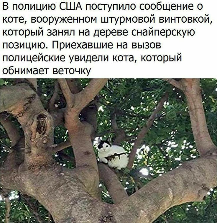 В полицию США посгупило сообщение о коте вооруженном штурмовой винтовкой который занял на дереве снайперскую позицию Приехавшие на вызов полицейские увидели кота который обнимает веточку