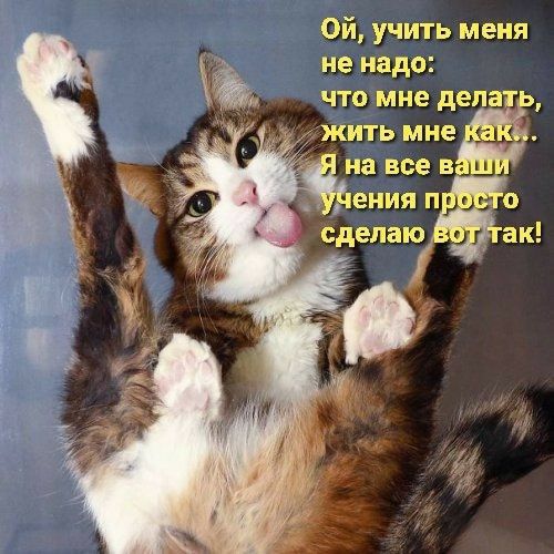 Ой учить меня не надо ЧТО мне делат ЖИТЬ мне _ на все В _ ения п о сделаю ак