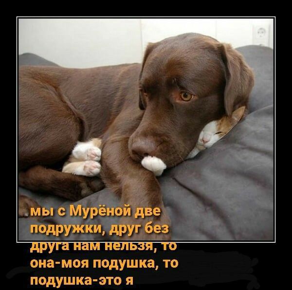 мы Мурё е подружки дт Без она моя подушка то подушка это я