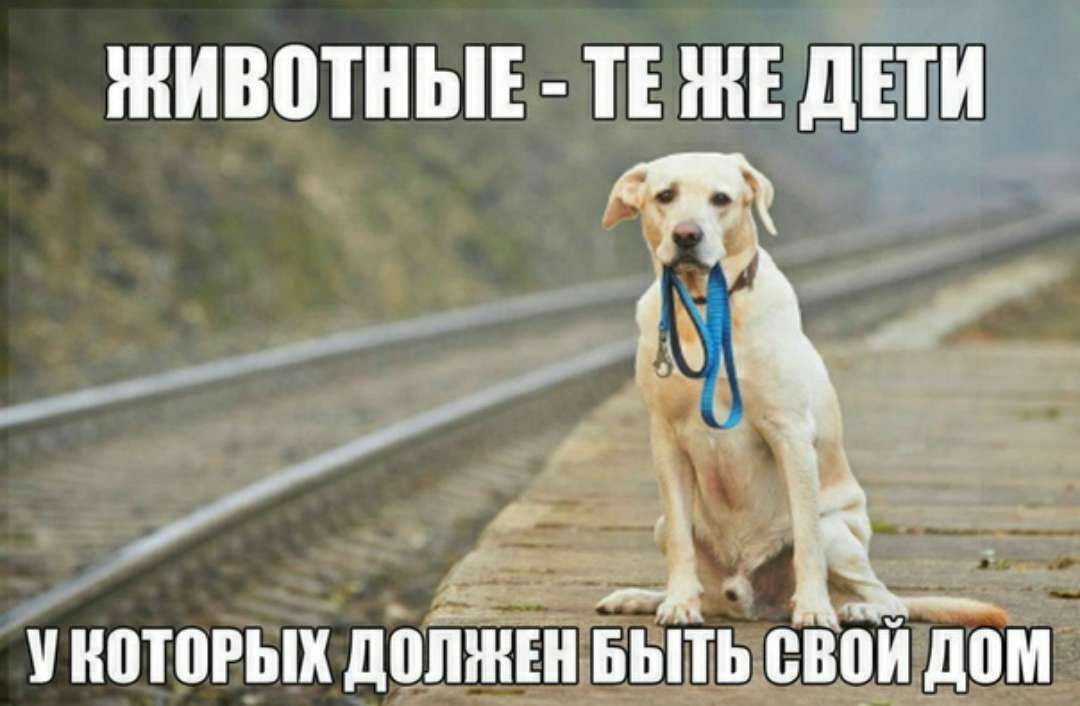 животнЫЕ тіжщіти у ШРЫХ допжвнГБьпьлвци дом