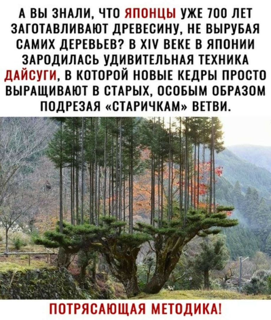 А ВЫ ЗНАЛИ ЧТО ЯПОНЦЫ УЖЕ 700 ЛЕТ ЗАГОТАВЛИВАЮТ ДРЕВЕСИНУ НЕ ВЫРУБАЯ ОАМИХ дЕРЕВЬЕВ В Х ВЕКЕ В ЯПОНИИ ЗАРОДИЛАОЬ УДИВИТЕЛЬНАЯ ТЕХНИКА ДАЙОУГИ В КОТОРОЙ НОВЫЕ КЕДРЫ ПРОСТО ВЫРАЩИВАЮТ В СТАРЫХ ОООБЫМ ОБРАЗОМ ПОДРЕЗАЯ СТАРИЧКАМ ВЕТВИ ПОТРЯВАЮЩАЯ мвтодикм