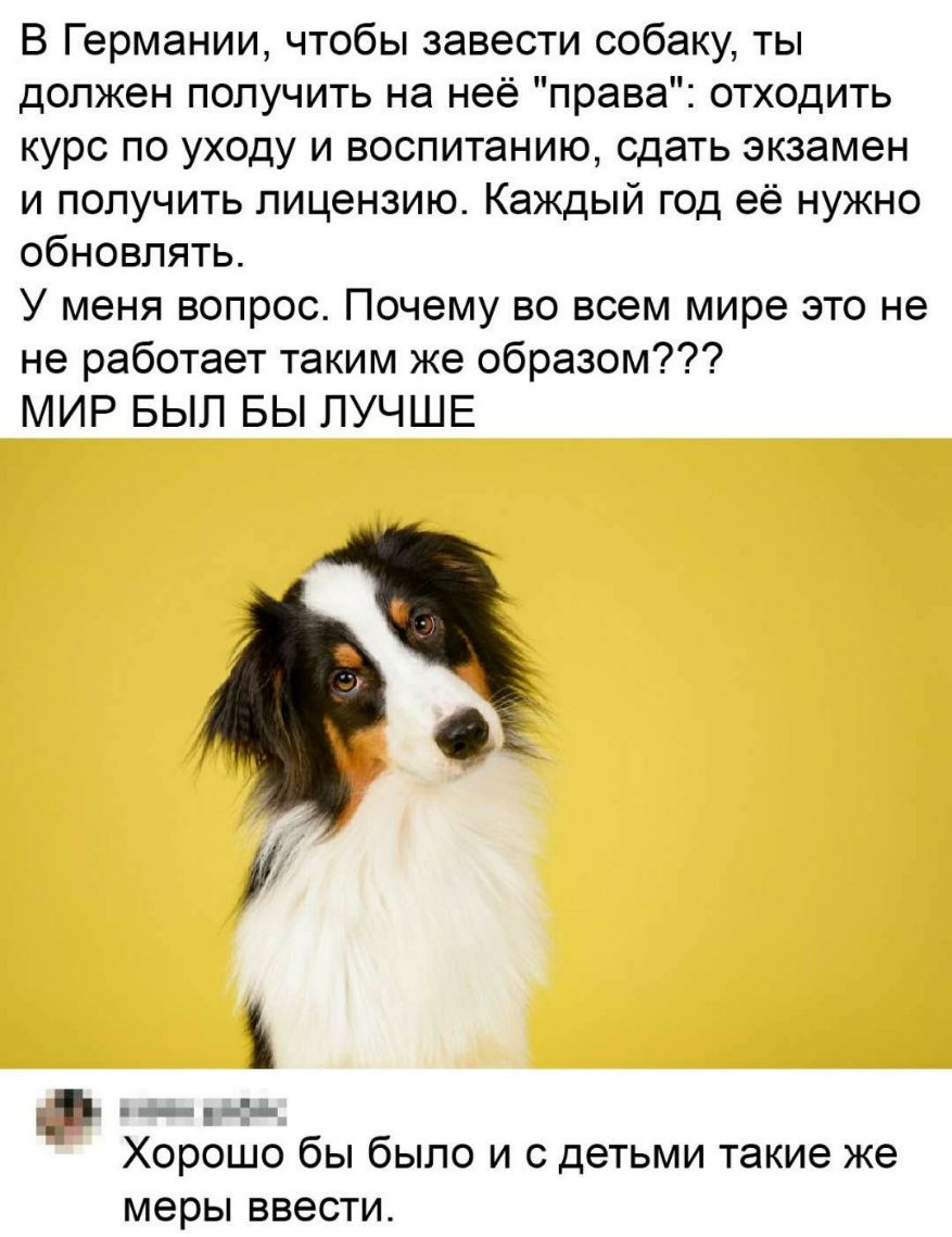 В Германии чтобы завести собаку ты должен получить на неё права отходить курс по уходу и воспитанию сдать экзамен и получить лицензию Каждый год её нужно обновлять У меня вопрос Почему во всем мире это не не работает таким же образом МИР БЫЛ БЫ ЛУЧШЕ 13 8 ___ _ Хорошо бы было и с детьми такие же меры ввести