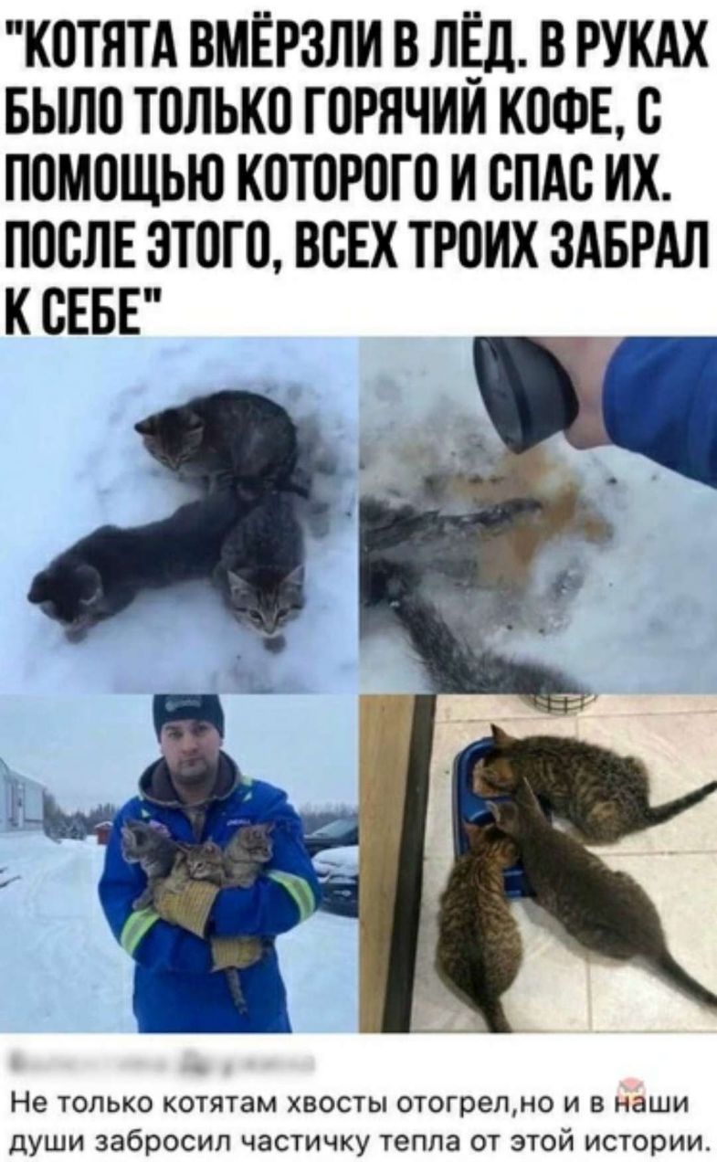 КОТЯТА ВМЁРЗЛИ В ЛЁЛ В РУКАХ БЫЛО ТОЛЬКО ГОРЯЧИИ КОФЕ С ПОМОЩЬЮ КОТОРОГО И СПАС ИХ ПОСЛЕ ЭТОГО ВСЕХ ТРОИХ ЗАБРАЛ К СЕБЕ Не только котятам хвосты отогрелно и в наши души забросил частичку тепла от этой истории