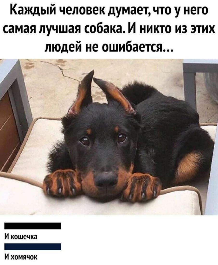 Каждый человек думает что у него самая лучшая собака И никто из этих людей не ошибается _ И кошечка _ И хомячок