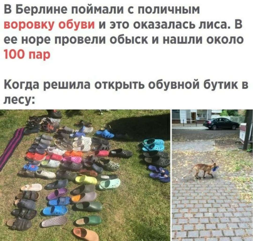 В Берлине поймали с поличным и это оказалась лиса В ее норе провели обыск и нашли около Когда решила открыть обувной бутик в лесу