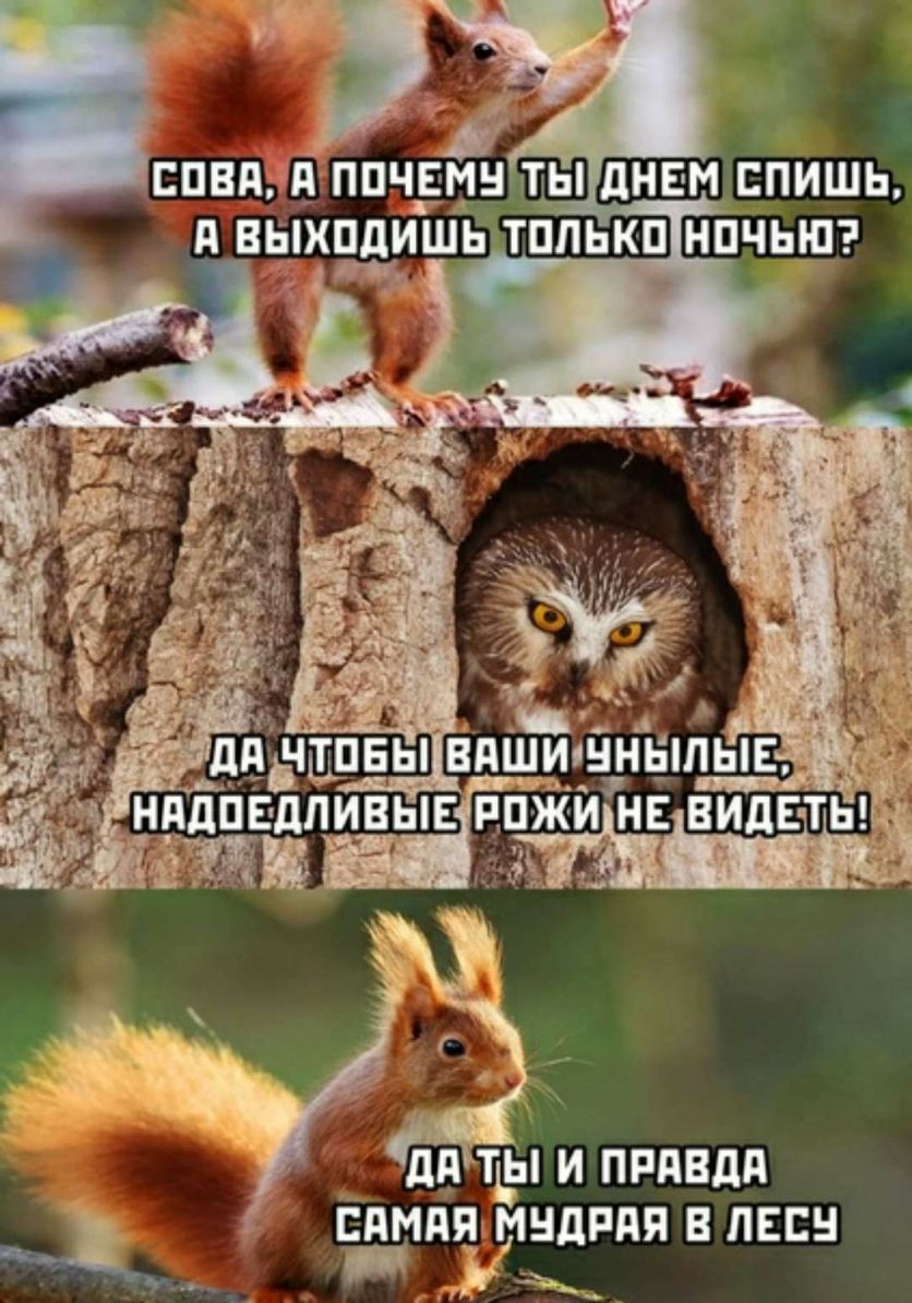 уі СПЕЦ д ППЧЕМВНТЬ дНЕМ БПИШЬ дд ТЬЫ И ПРдВдП ЁдМдЯ МНДРПП В ЛЕС _ _ ъ