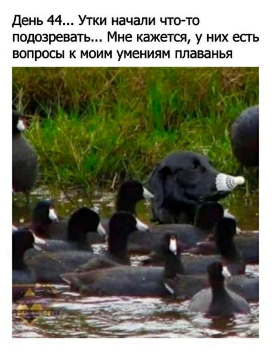 День 44 Утки начали что то подозревать Мне кажется у них есть вопросы к моим умениям плаванья
