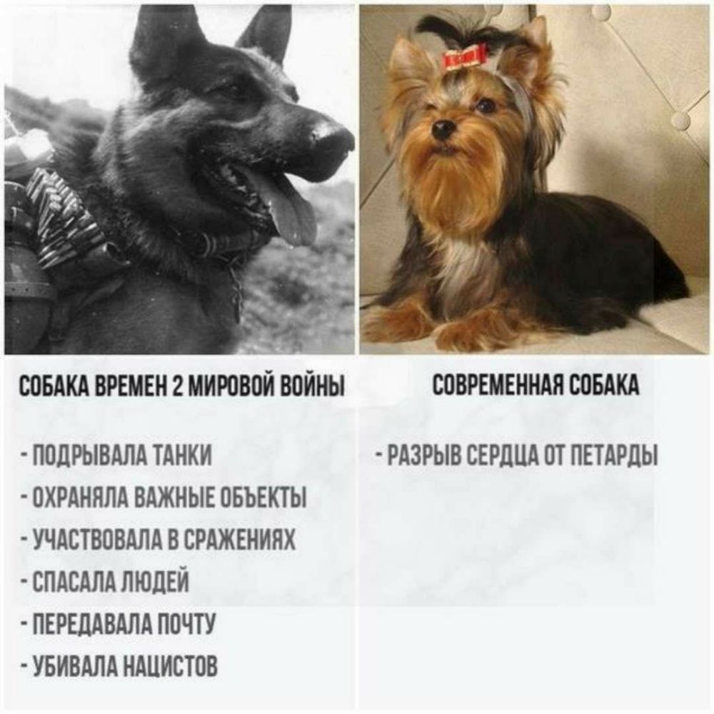 ЮБАКА ВРЕМЕН 2 ННЮВПЙ ВОЙНЫ СПВРЕНЕННАЯ ЮБАКА ППЛРЫВАЛА ТАНКИ РАЗРЫВ СЕРДЦА ПТ ПЕТАРЛЫ ОХРАННЛА ВАЖНЫЕ ОБЪЕКТЫ УЧАСТВОВАЛА В СРАЖЕННЯХ СПАСАЛА ЛЮДЕЙ ПЕРЕЛАВАЛА ППЧТУ УБИВАЛА НАЦИСТОВ