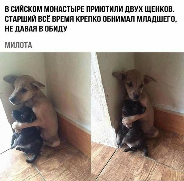 В БИЙСКПМ МПНАВТЫРЕ ПРИЮТИЛИ дВУХ ЩЕНКПВ СТАРШИЙ ВСЁ ВРЕМЯ КРЕПКП ПБНИМАЛ МЛАДШЕГП НЕ дАВАП В ПБИДУ МИППТА