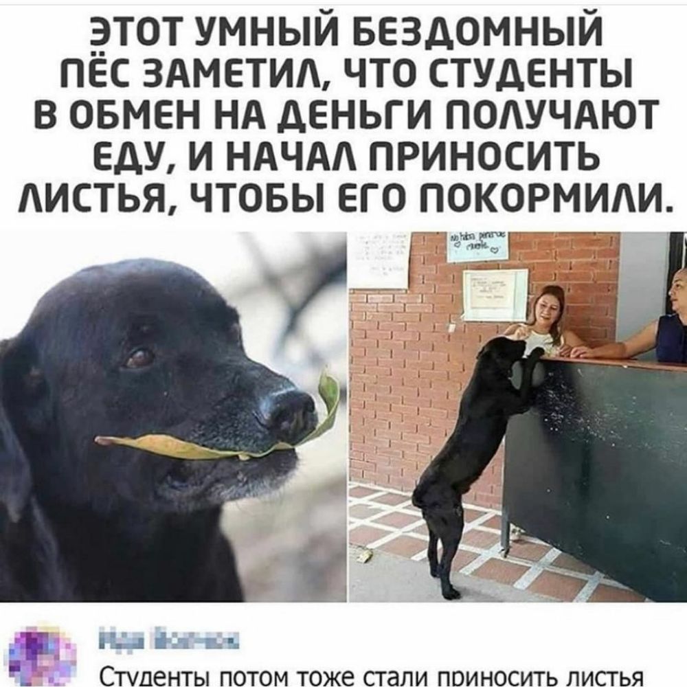 эТОТ УМНЫИ БЕЗДОМНЫИ ПЕС ЗАМЕТИА ЧТО СТУДЕНТЫ В ОБМЕН НА дЕНЬГИ ПОАУЧАЮТ ЕДУ И НАЧАА ПРИНОСИТЬ АИСТЬЯ ЧТОБЫ ЕГО ПОКОРМИАИ __1 13 4 __ дц іі г 1 _ЕР 1 ЕЧ нь СТУДЕНТЫ ПОТОМ ТОЖЕ СТдЛИ ПОИНОСИТЬ ЛИСТЬЯ