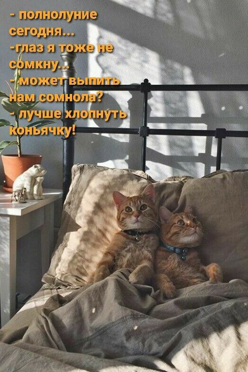 полнолуние сегодня г азя 1ьж мкну МОЖ ЗМЗ О _учЩ іібнычку