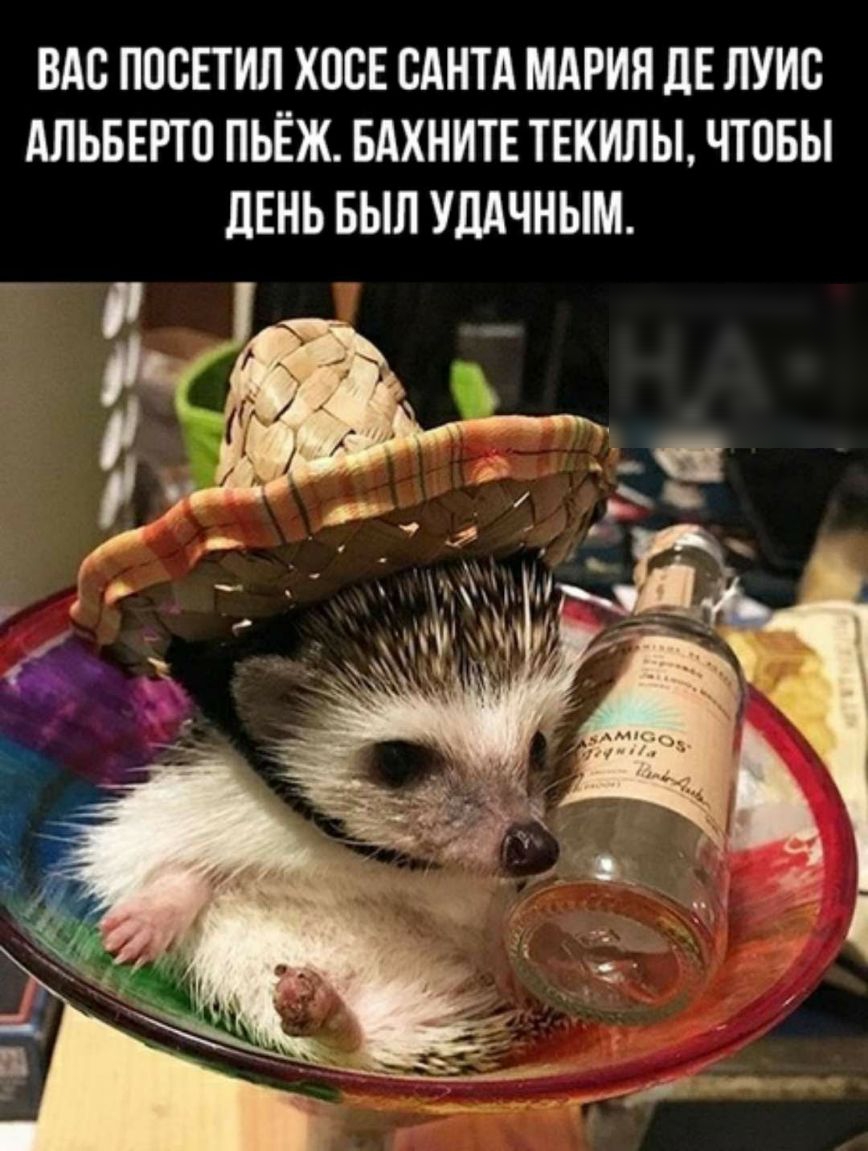 ВАС ППСЕТИЛ ХОСЕ САНТА МАРИЯ ЛЕ ЛУИС АЛЬБЕРТО ПЬЁЖ БАХНИТЕ ТЕКИЛЫ ЧТПБЫ ЛЕНЬ БЫЛ УЛАЧНЫМ