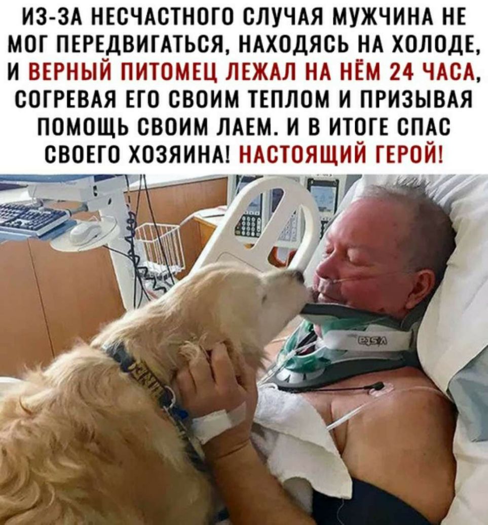 ИЗ ЗА НЕСЧАСТНОГО СЛУЧАЯ МУЖЧИНА НЕ МОГ ПЕРЕДВИГАТЬСЯ НАХОДЯСЬ НА ХОЛОДЕ И ВЕРНЫЙ ПИТОМЕЦ ЛЕЖАЛ НА НЁМ 24 ЧАСА СОГРЕВАЯ ЕГО СВОИМ ТЕПЛОМ И ПРИЗЫВАЯ ПОМОЩЬ СВОИМ ЛАЕМ И В ИТОГЕ СПАС СВОЕГО ХОЗЯИНА НАСТОЯЩИЙ ГЕРОЙ