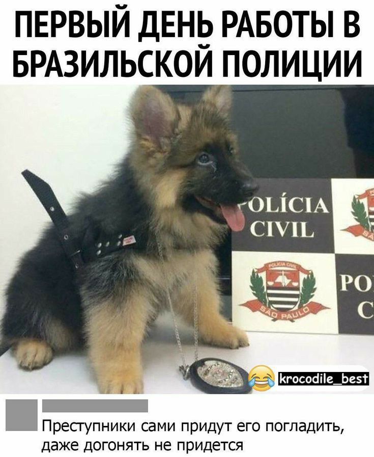 пврвый двнр РАБОТЫ в БРАЗИЛЬСКОИ полиции оьіспА 1 Пресгупники сами придут его погладить даже догонять не придется
