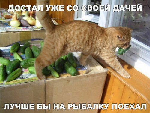 ЛУЧШЕ БЫ НА РЫБАПКУ ПОЕХАЛ