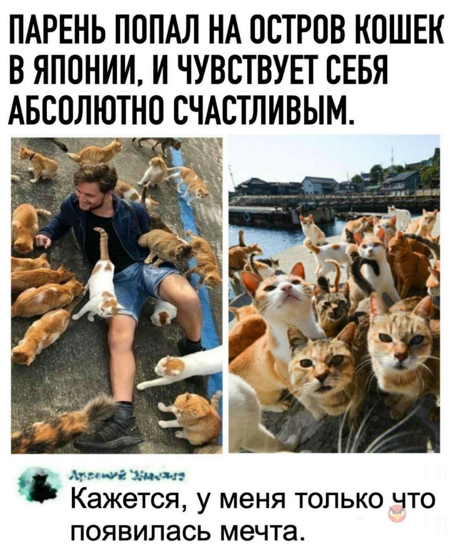 ПАРЕНЬ ПОПАЛ НА ОСТРОВ КОШЕК В ЯПОНИИ И ЧУВСТВУЕТ СЕБЯ АБСОЛЮТНО СЧАСТЛИВЫМ Атножжт Кажется у меня ТОЛЬКО ЧТО ПОЯВИПЭСЬ мечта