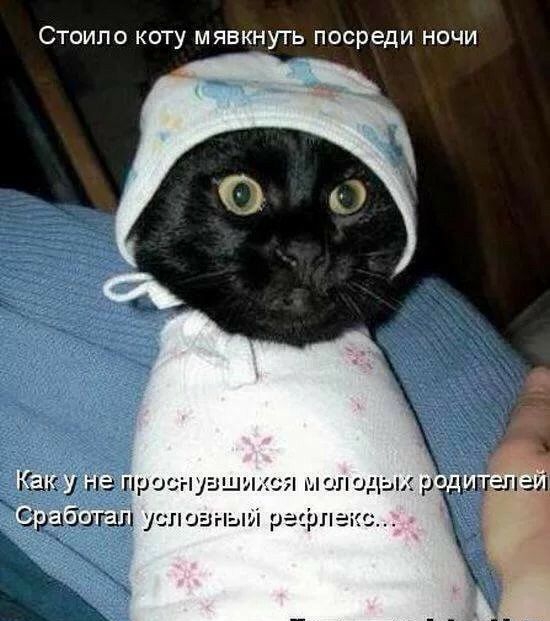 Стоило коту мявкнуть посреди ночи пресі 1 уашиси он одых ди П ОЭНЫА рёірі