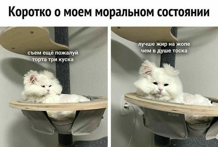 КОРОТКО О МОЁМ МОРЗЛЬНОМ СОСТОЯНИИ лучше жир на жопе чем в душе тоска __ съем ещё пожалуй фт торта три куска