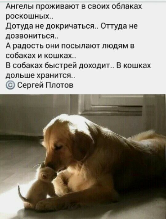 Ангелы проживают в своих облаках роскошных Дотуда не докричаться Оттуда не дозвониться А радость они посыпают людям в собаках и кошках В собаках быстрей доходит В кошках дольше хранится Сергей Плотов
