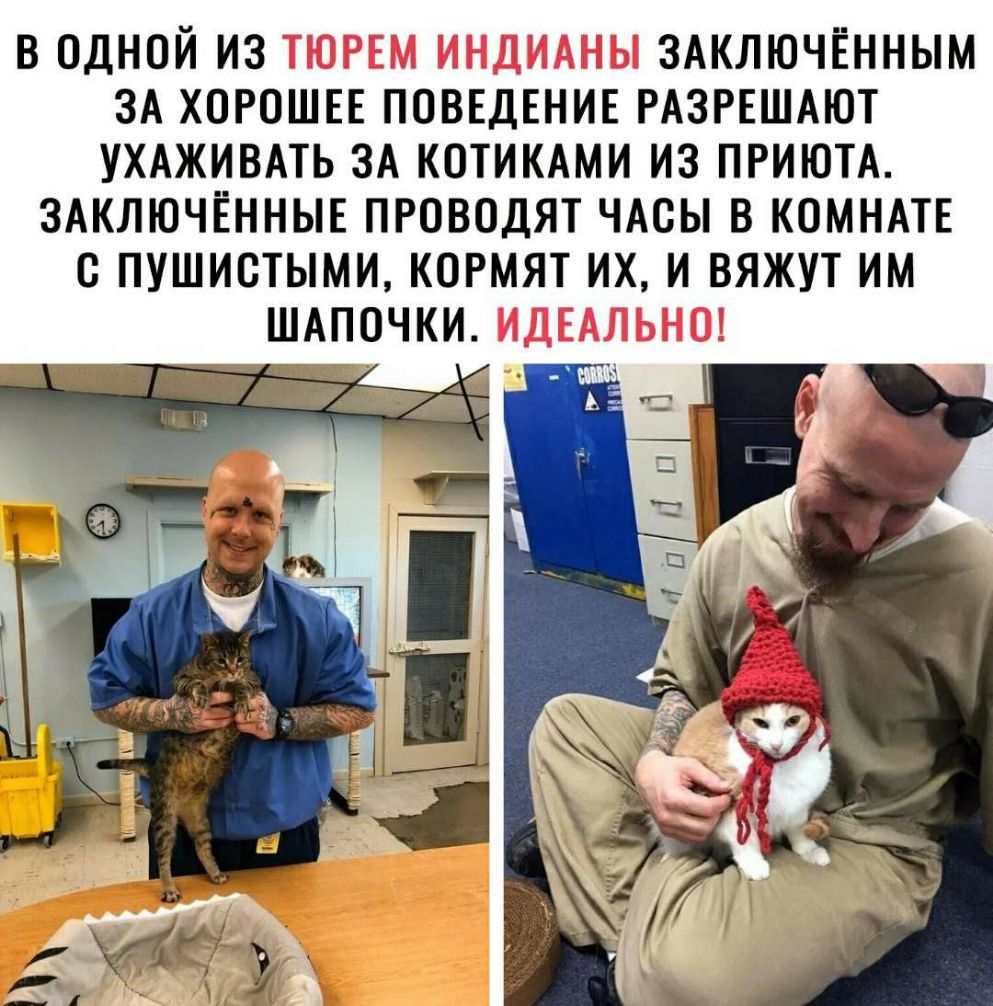 В ОДНОЙ ИЗ ТЮРЕМ ИНДИАНЫ ЗАКЛЮЧЁННЫМ ЗА ХОРОШЕЕ ПОВЕДЕНИЕ РАЗРЕШАЮТ УХАЖИВАТЬ ЗА КОТИКАМИ ИЗ ПРИЮТА ЗАКЛЮЧЁННЫЕ ПРОВОДЯТ ЧАОЫ В КОМНАТЕ О ПУШИОТЫМИ КОРМЯТ ИХ И ВЯЖУТ ИМ ШАПОЧКИ ИДЕАЛЬНО