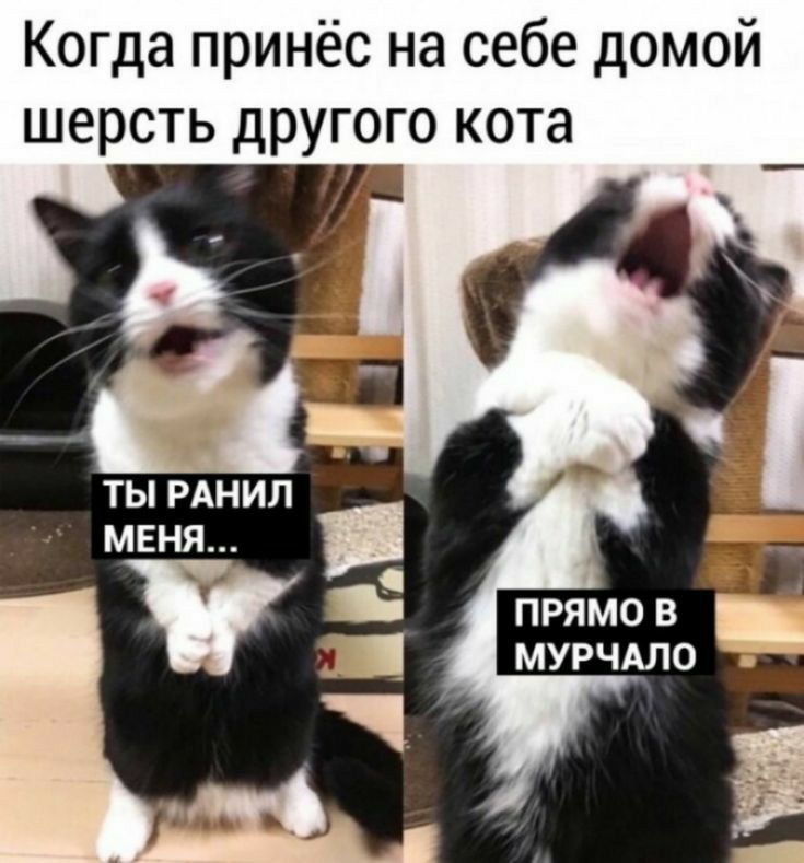 Когда принёс на себе домой шерсть другого кота ПРЯМО В МУРЧАЛО