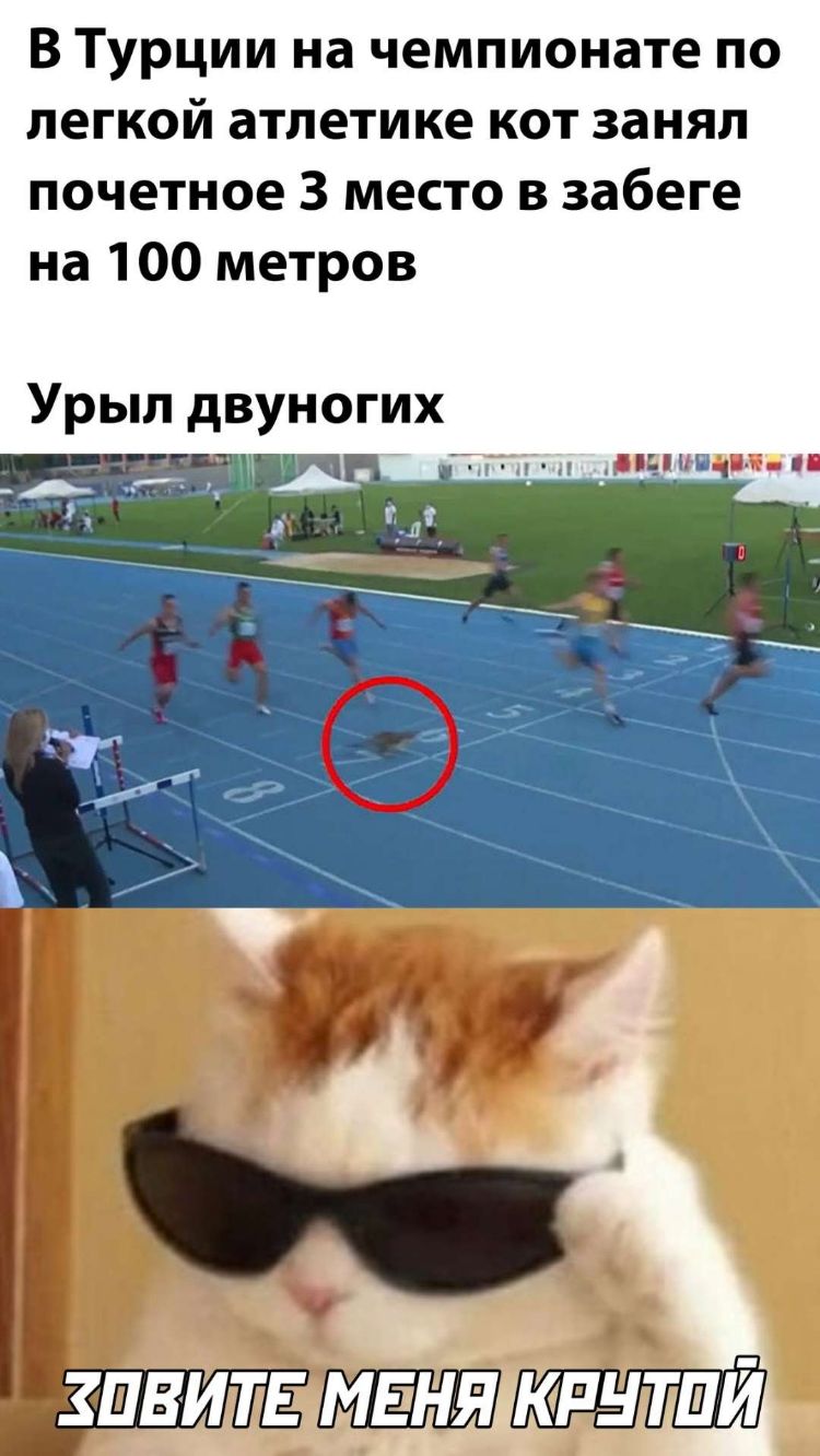 В Турции на чемпионате по легкой атлетике кот занял почетное 3 место в забеге на 100 метров зпвитв мвуымпнтд