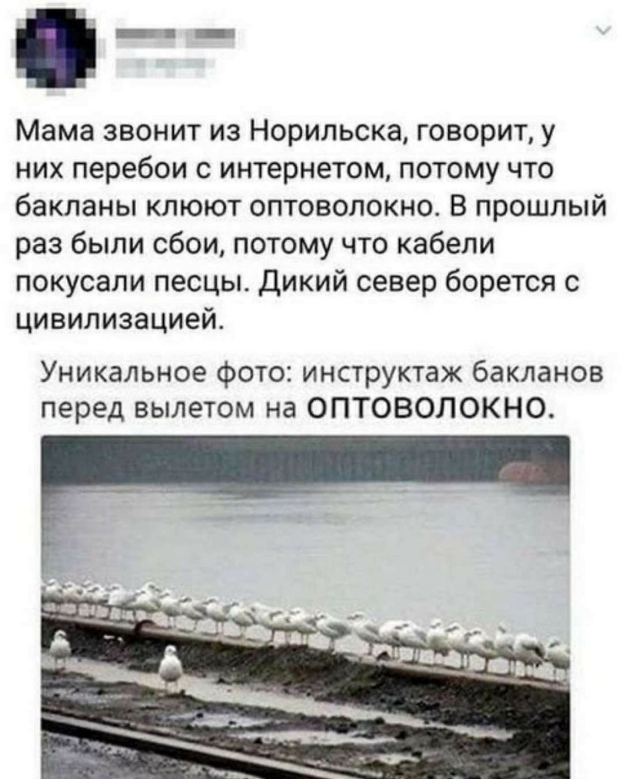 __ _ Мама звонит из Норильска говорит у них перебои с интернетом потому что бакланы клюют оптоволокно В прошлый раз были сбои потому что кабели покусали песцы дикий север борется с цивилизацией Уникальное фото инструктаж бакланов перед вылетом на ОПТОВОЛОКНО