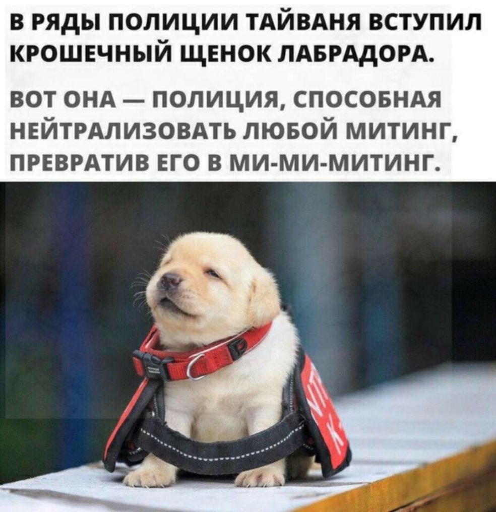 в ряды полиции ТАЙВАНЯ вступил крошечный щенок ЛАБРАдОРА вот онд полиция спосовндя нейтрдлизовдть лювой митинг ПРЕВРАТИВ ЕГО В МИ МИ МИТИНГ