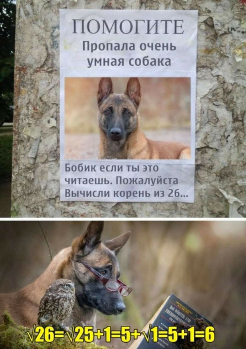 ПОМ01ИТЕ Пропала очень умная собака