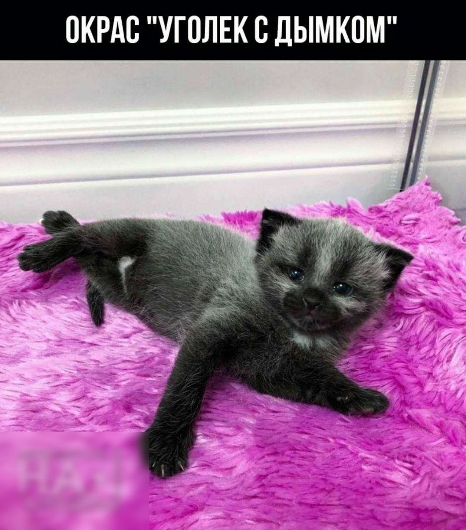 ПКРАВ УГПЛЕК С ДЫМКПМ