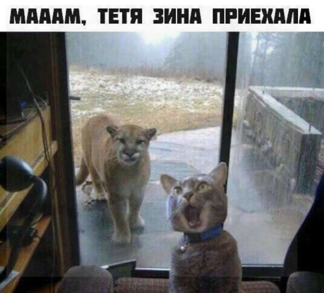 мдддм ТЕТЯ ЗИНА ПРИЕШШП
