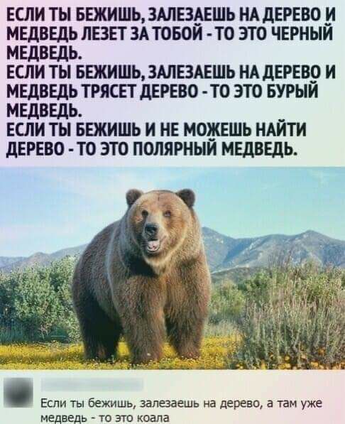 ЕСЛИ ТЫ БЕЖИШЬ ЗАЛЕЗАЕШЬ НАДЕРЕВО И МЕДВЕДЬ ЛЕЗЕТ ЗА ТОБОИ Т0 ЭТО ЧЕРНЫЙ МЕДВЕДЬ ЕСЛИ ТЫ БЕЖИШЬ ЗАЛЕЗАЕШЬ НАДЕРЕВО И МЕДВЕДЬ ТРЯСП ДЕРЕВО ТО ЭТО БУРЫЙ МЕДВЕДЬ ЕСЛИ ТН БЕЖИШЬ И НЕ МОЖЕШЬ НАЙТИ дЕРЕВО ТО ЭТО ПОЛЯРНЫИ МЕДВЕДЬ Если ты бежишь залезаешь на дерево а там уже медведь то это когда