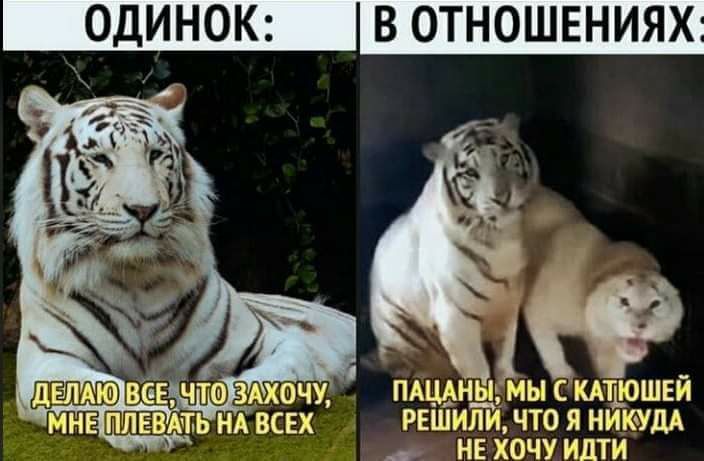 ОДИНОК В ОТНОШЕНИЯХ ПАЦАНЫ МЫ С КАШОШЕЙ РЕШИЛИ ЧТО Я НИКУдА НЕ ХОЧУ ИдТИ