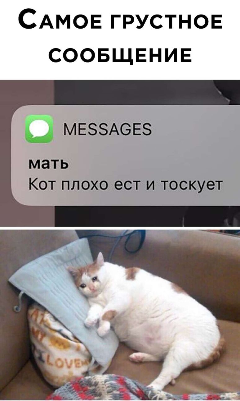 САМОЕ грустнов соовщвнив о МЕЗЗАОЕЗ мать КОТ ПЛОХО ест ИТОСКУ6Т