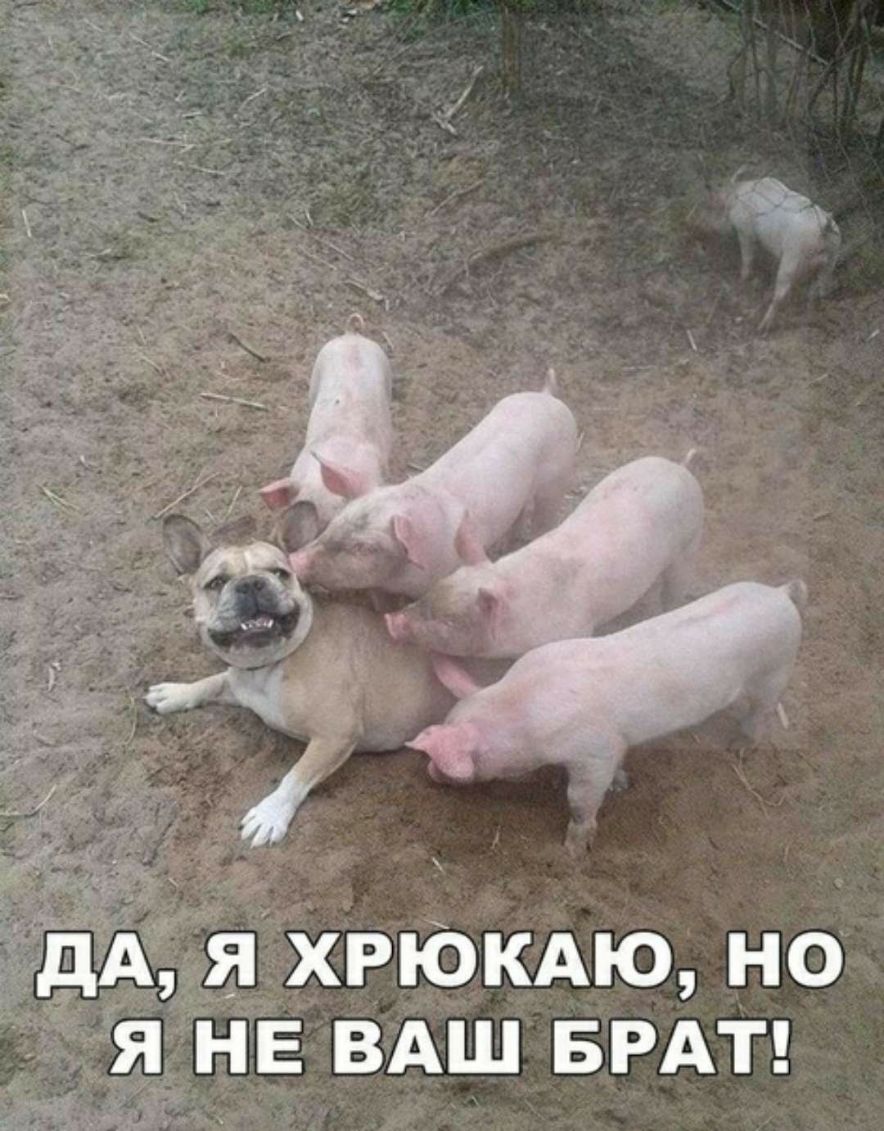 Я ХРЮКАЮ НО Я НЕ ВАШ БРАТ